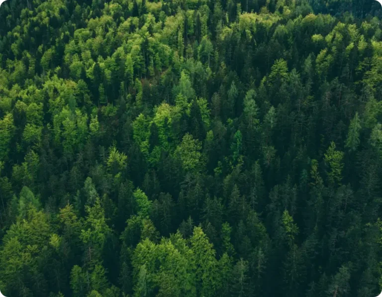 Danmarks Naturstyrelse