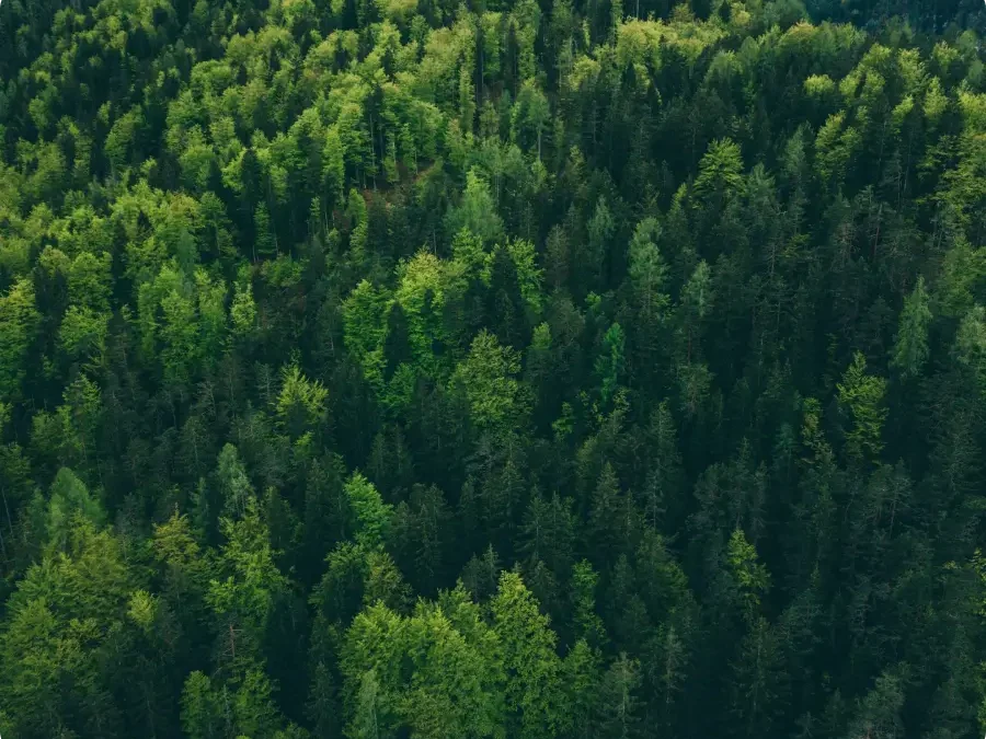 Danmarks Naturstyrelse